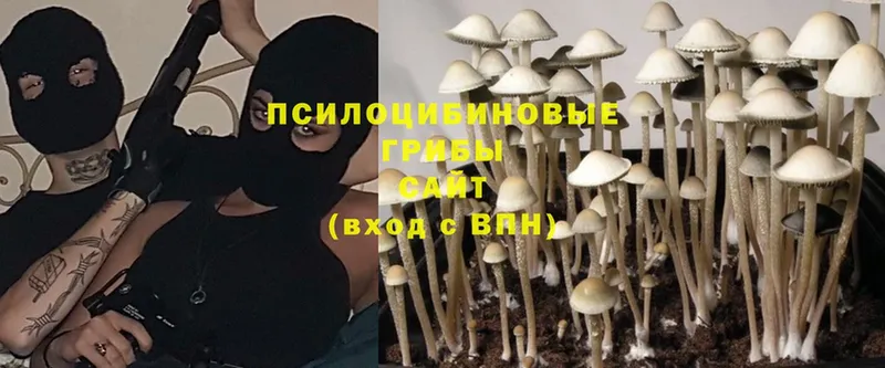 Галлюциногенные грибы Magic Shrooms  Цоци-Юрт 